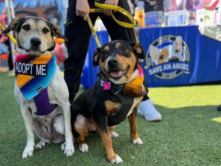 This is how Xolo helps dogs in need