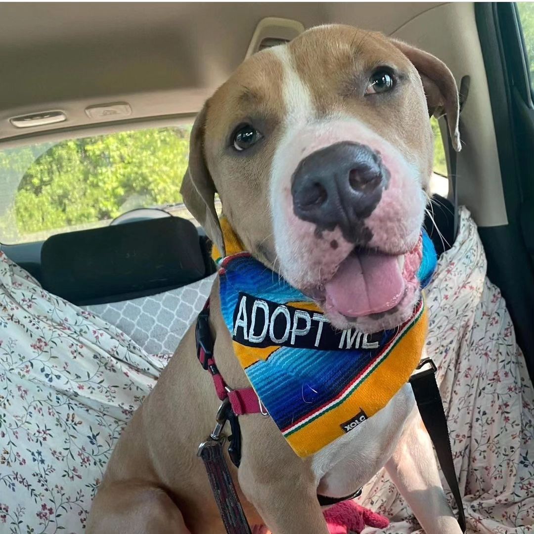 What to Know Before You Adopt a Stray Dog