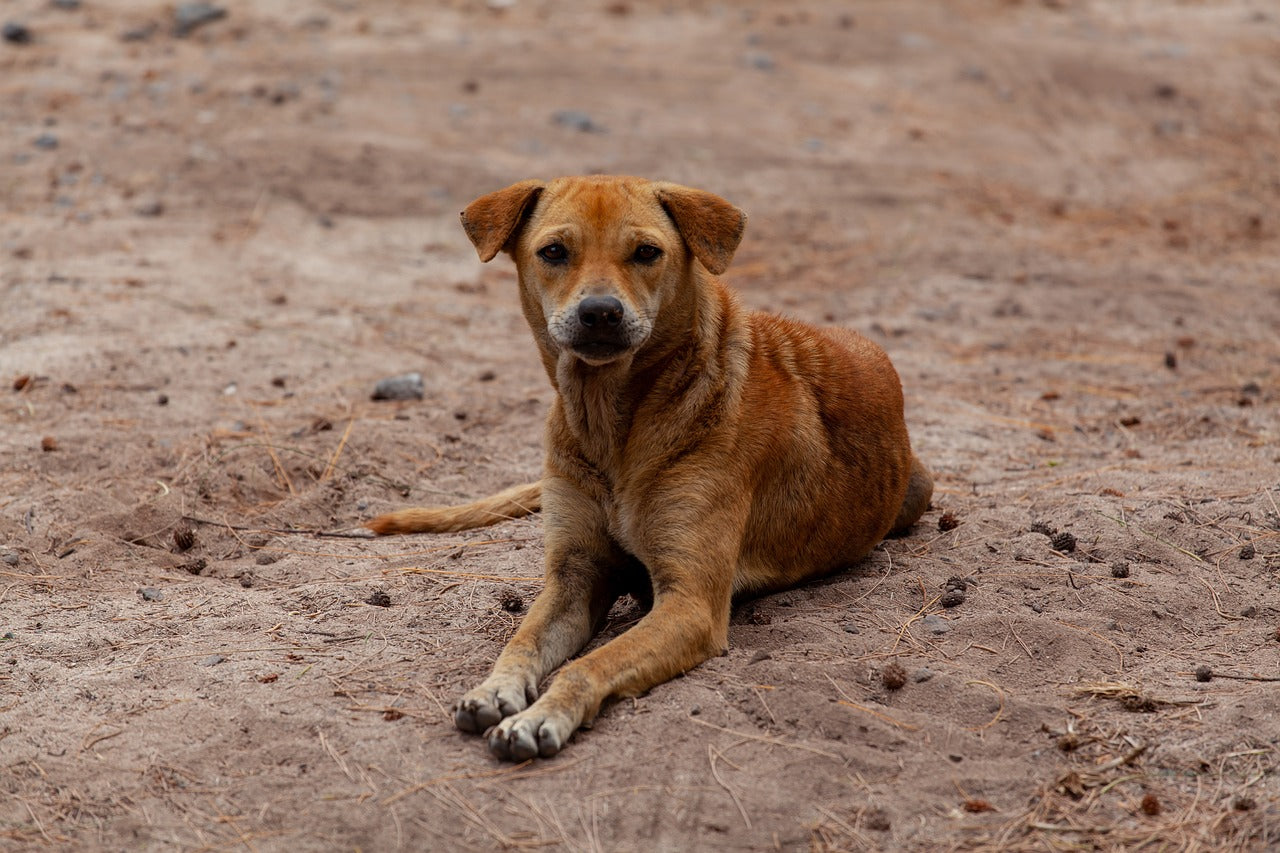 What to Know Before You Adopt a Stray Dog