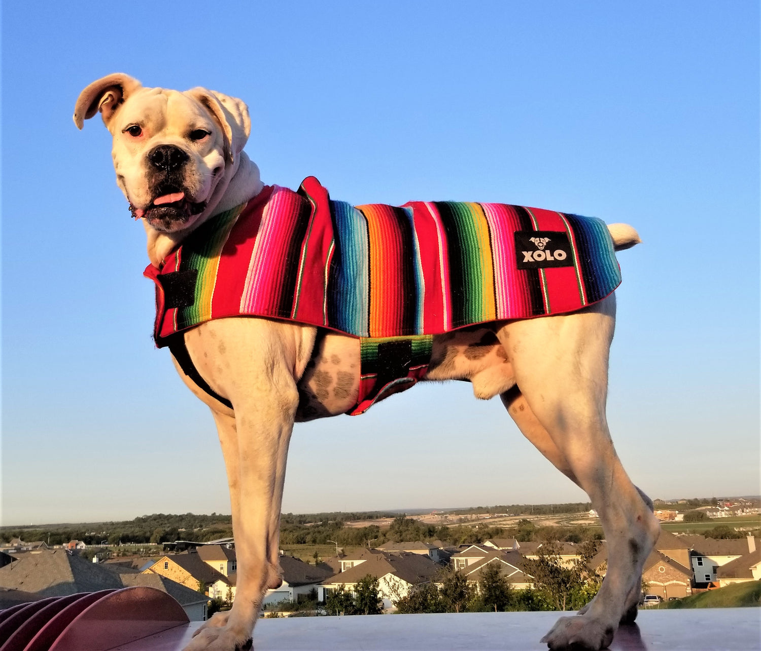 PASTEL SARAPE DOG JACKET