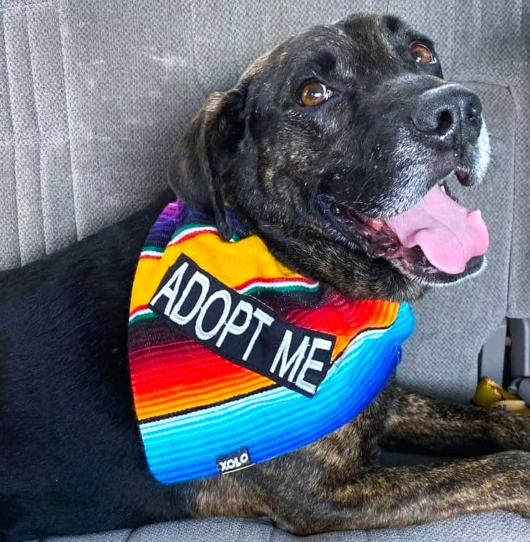 "ADOPT ME" SARAPE DOG BANDANA