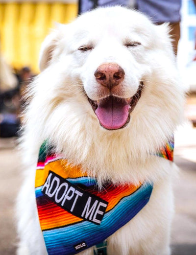 "ADOPT ME" SARAPE DOG BANDANAS