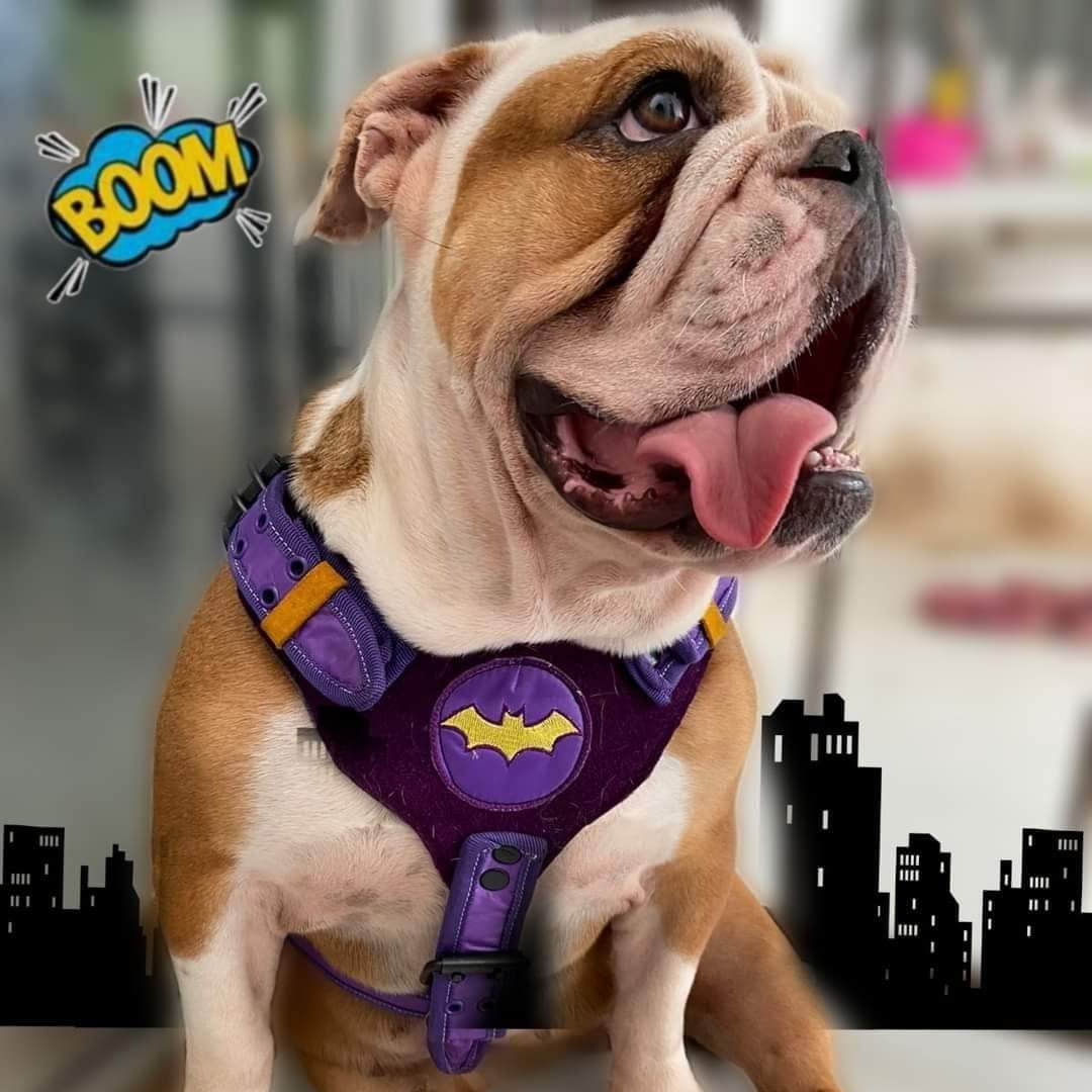 BATGIRL DOG HARNESS