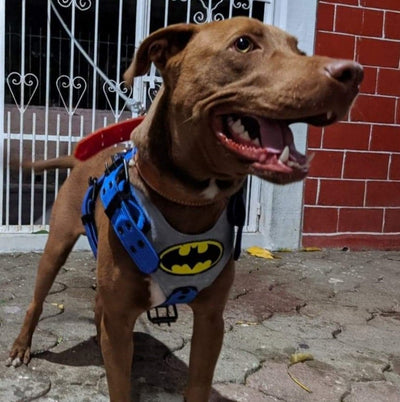 BATMAN BLUE DOG HARNESS