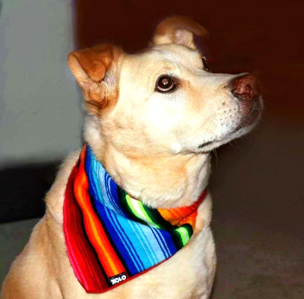 B156 MEDIUM SARAPE DOG BANDANA BLUE