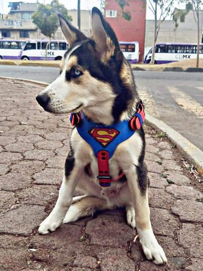 SUPERMAN BLACK DOG HARNESS