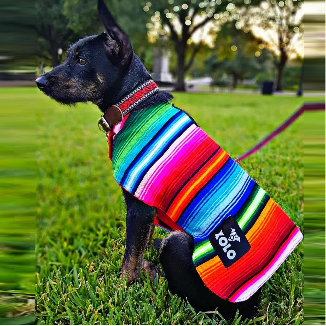 ARCOIRIS WITH SHERPA DOG SARAPE Xolo Sarapes