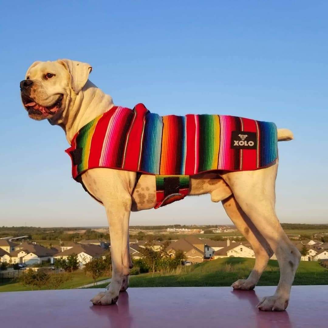 RED SARAPE TRADITIONAL DOG JACKET
