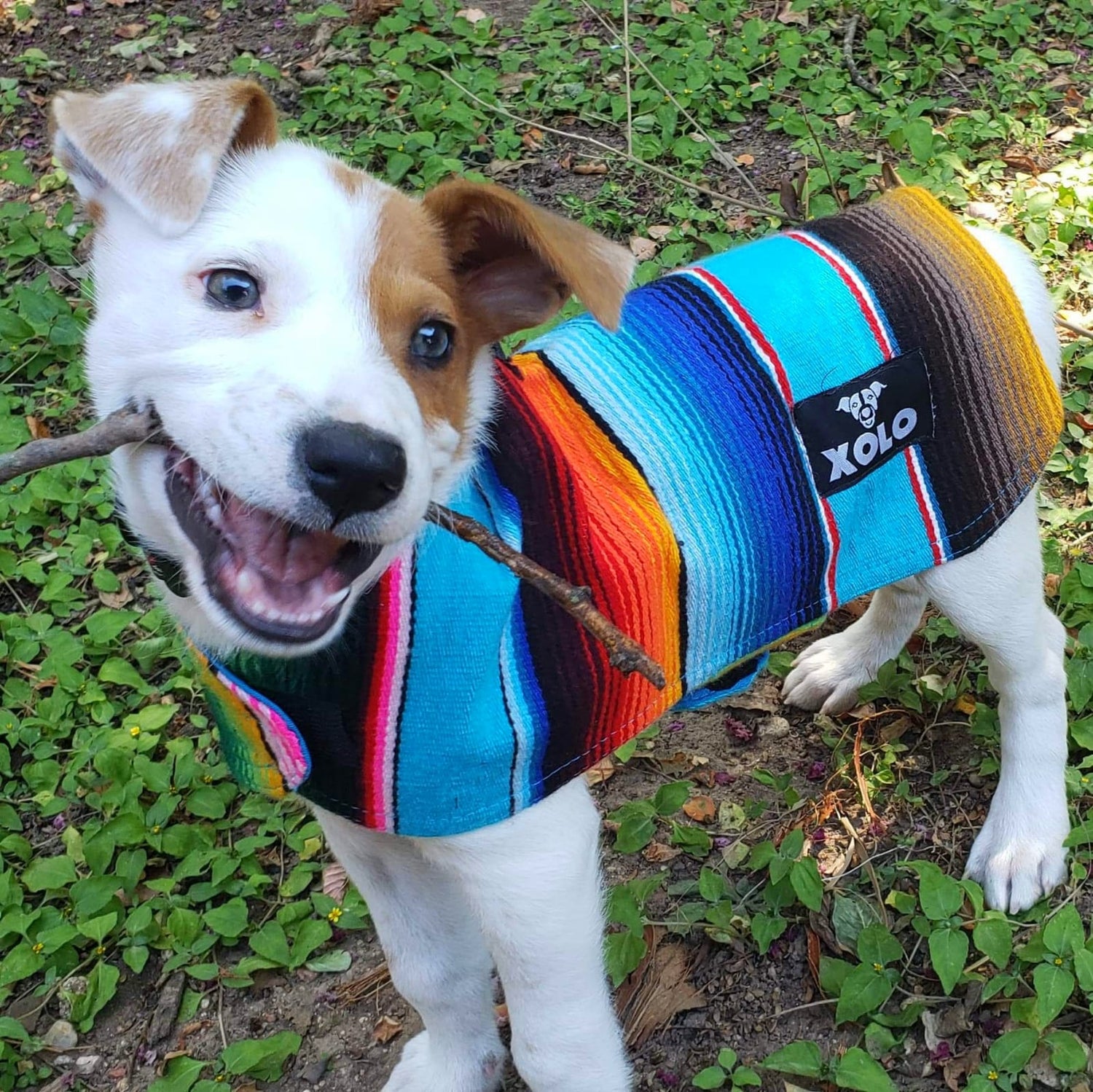 BLUE SARAPE TRADITIONAL DOG JACKET